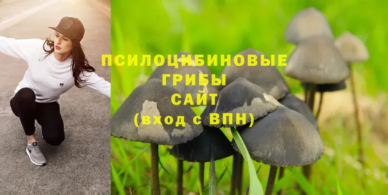 сколько стоит  Вичуга  Псилоцибиновые грибы Psilocybe 